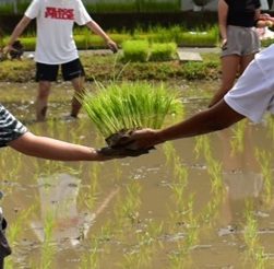 culture du riz au Japon