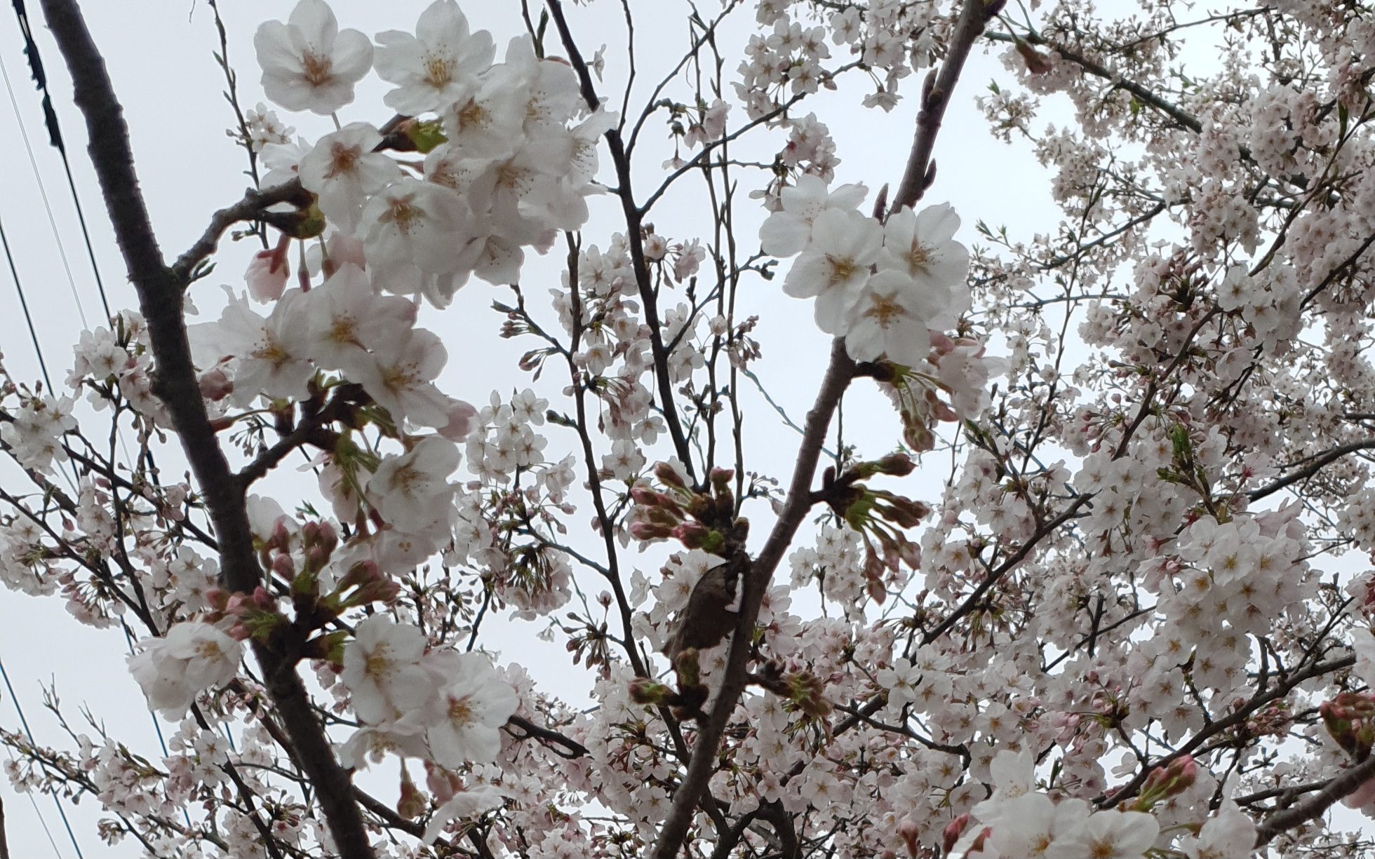 fleurs sakura printemps