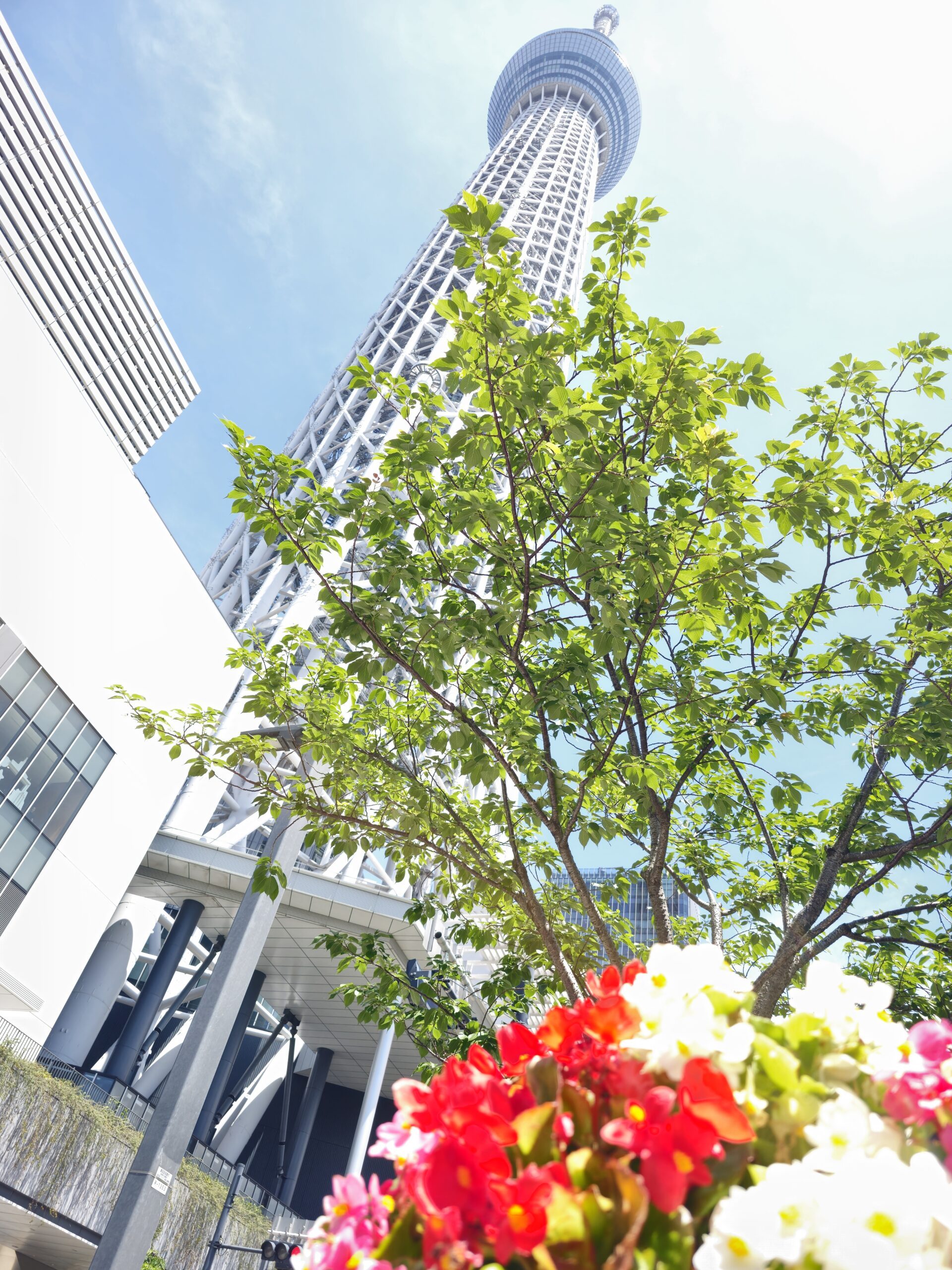 Bégonias au pied de la Skytree