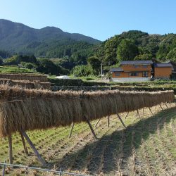 Culture du riz au Japon