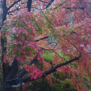 momiji en automne