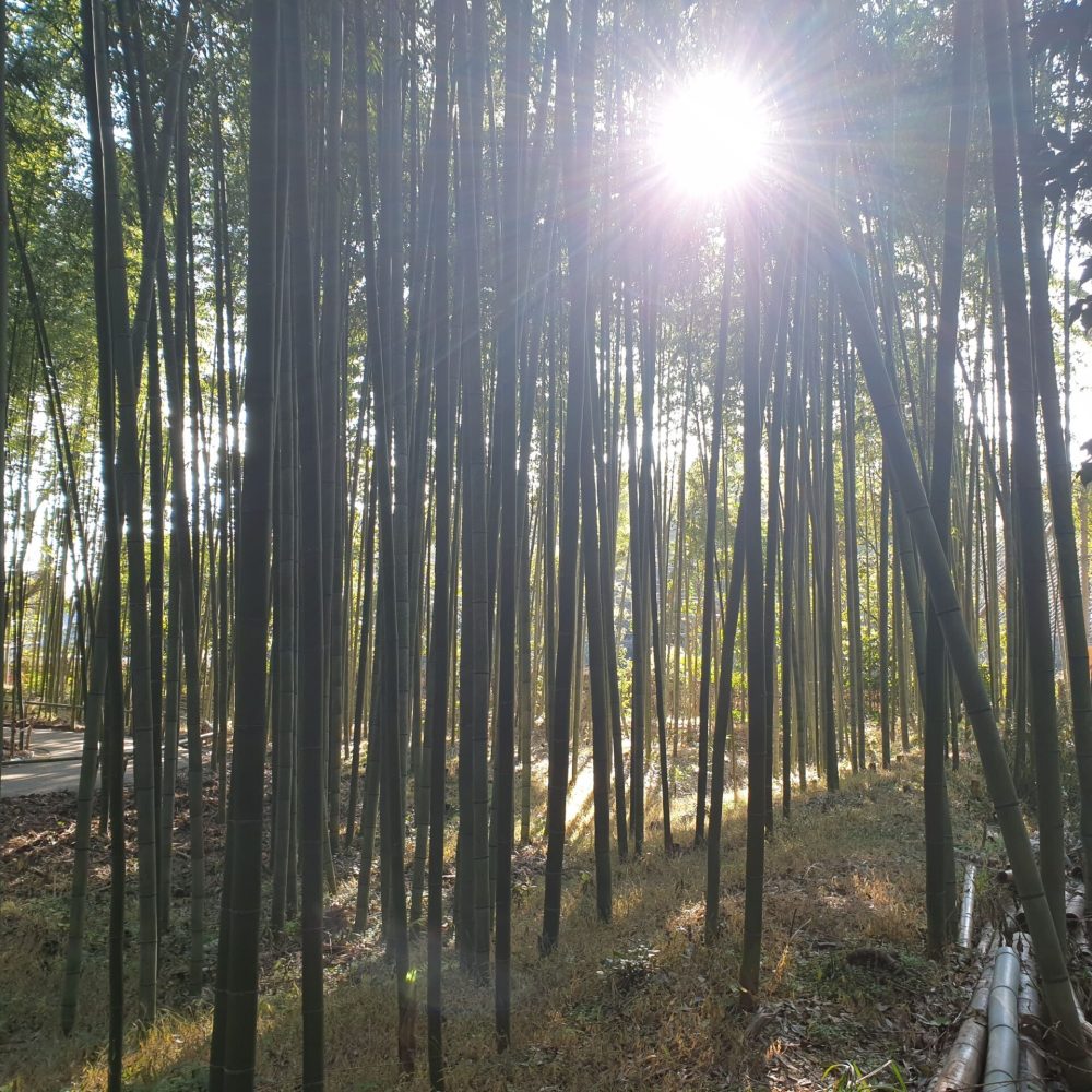 arashiyama forêt bambous