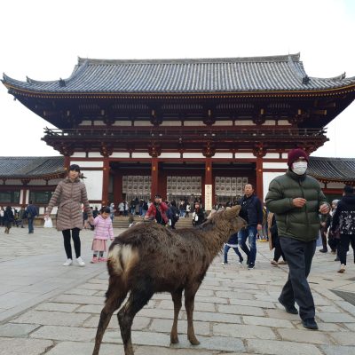 parc de nara entrée temple