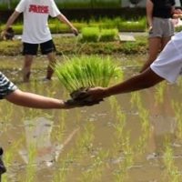 Japon escapade planter du riz