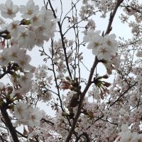 fleurs sakura printemps
