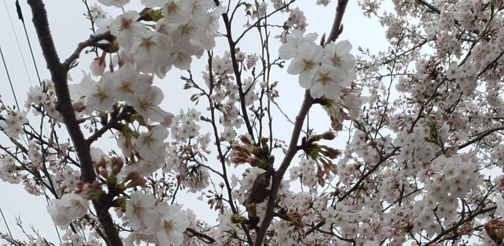 fleurs sakura printemps