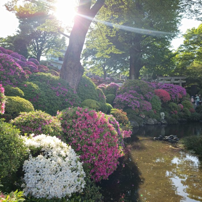 Nezu-jinja azalées 1