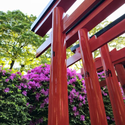 Nezu-jinja azalées 8