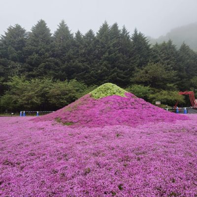 fleur-avril-mai-japon-Fuji-Shibazakura-Festival-1