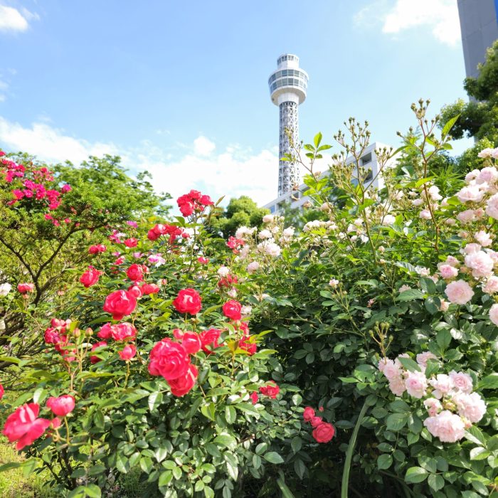 Roses du parc Yamashita Yokohama 10