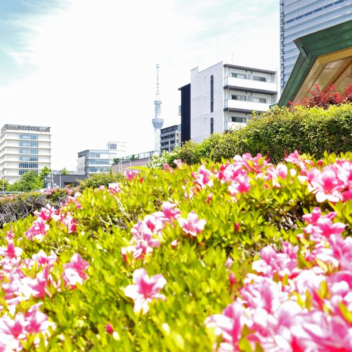 Japon escapade skytree tournoi sumo