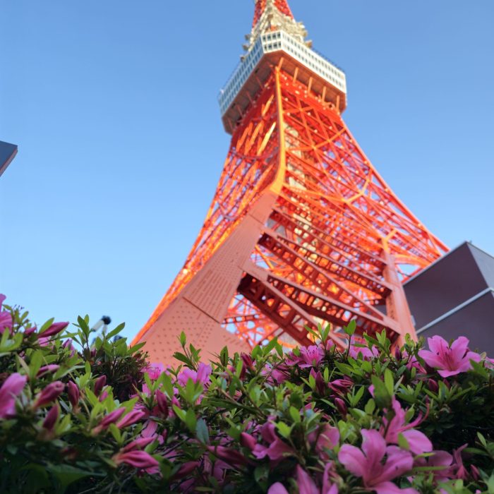 Azalées Tokyo Tower
