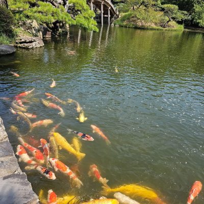 Carpe koi 3