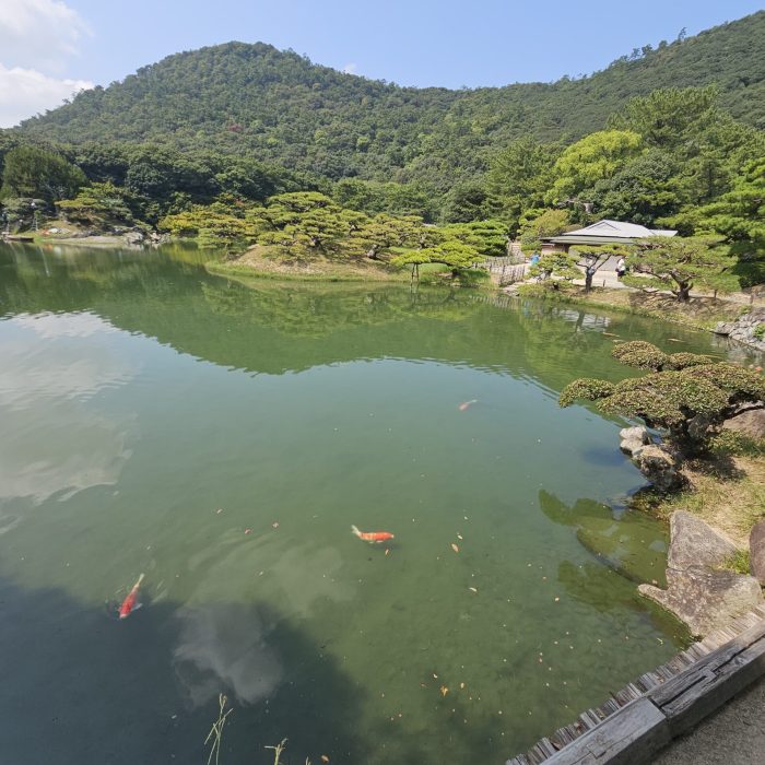 Carpe koi 4