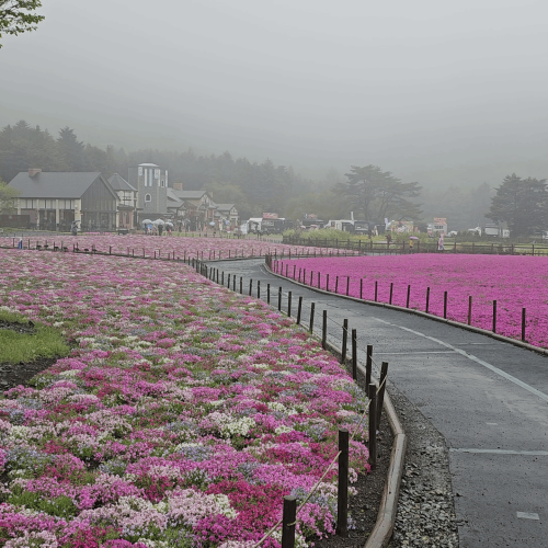Fleurs shibazakura festival 1