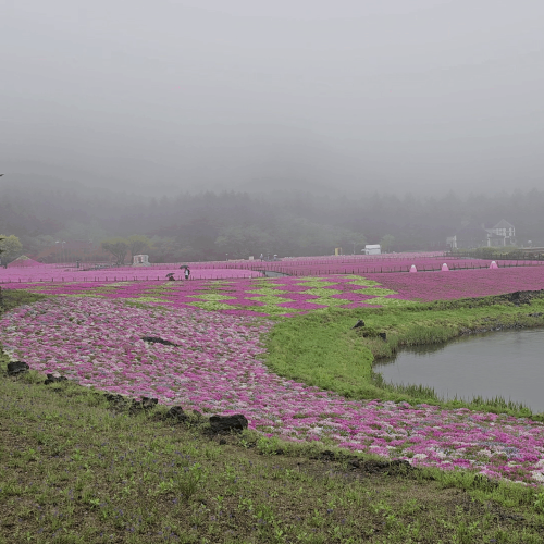 Fleurs shibazakura festival 2